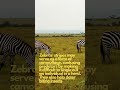GUESS how FAST Zebras are & their UNIQUE PATTERN!  #animals #nature #shorts #viralvideo #zebra