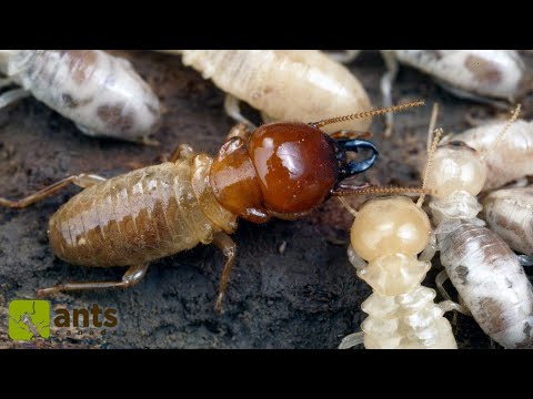 My Termite Colony Grew Huge Workers