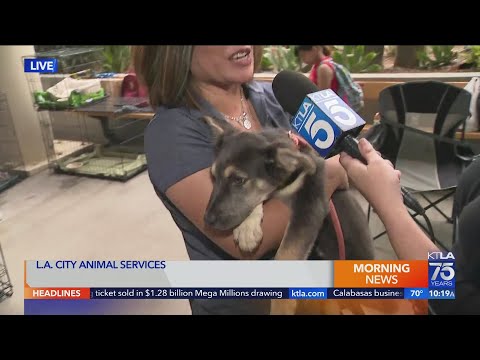 Adoption event lets people bring home their own Dodger dog