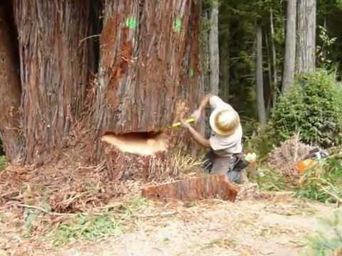 Ported Husqvarna 375 XP