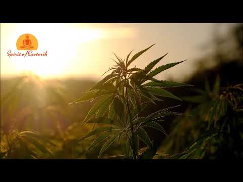 Cannabis Frequenz - Heilung durch die Frequenz von Cannabis