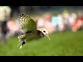 Bird Wmv