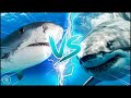 TIGER SHARK VS GREAT WHITE SHARK ─  Which is the Ultimate Predator of the Sea?