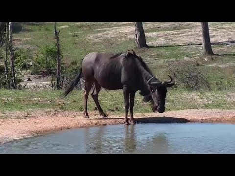 Djuma: Wildebeests and Impalas - 14:51 - 11/30/19