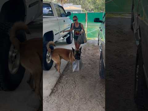 Dog Helps Bring In Grocery Bags #dog #belgianmalinois #doghelper