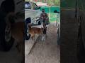 Dog Helps Bring In Grocery Bags Dog Belgianmalinois Doghelper