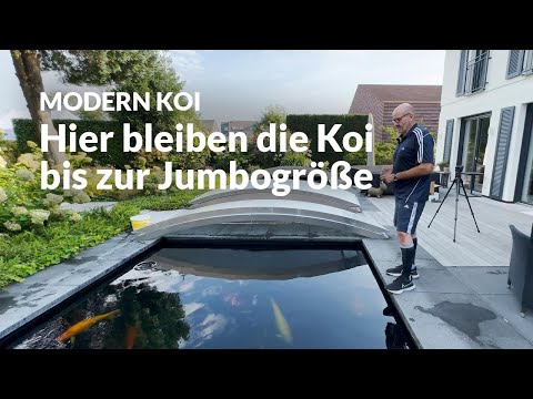 Dirk's 18,000-liter Genesis breeding pond | Modern Koi Blog #7251