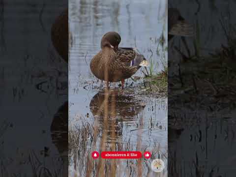 Warum Enten nicht am Eis festfrieren: Das Wunderwerk Rete mirabile