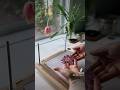 Open a flower press #flowerpreservation #flowers #weddingbouquet #pressedflowers #viral #shorts