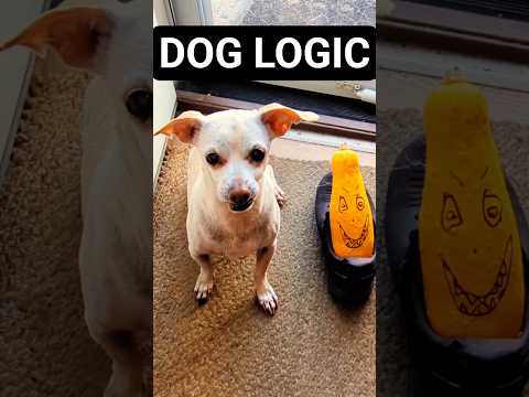 My Dog Runs From a Monster #DogVlog #PetComedy #shorts