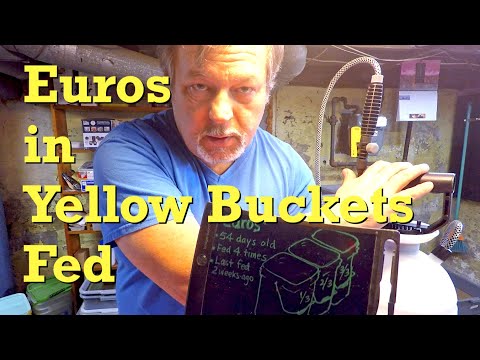 European nightcrawler worms in yellow buckets get fed after 2 weeks - vermicompost