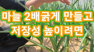 마늘2배굵게 만들고 저장성 높이려면 4월부터 아주중요~  마늘재배방법,키우기,마늘살충,살균제,녹병,잎마름병,…