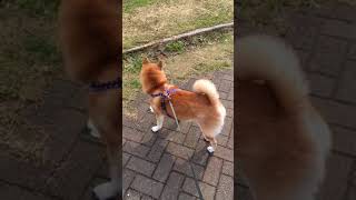 柴犬コテツの日常 大雪編 #8