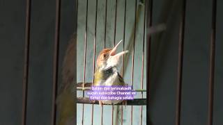 Download lagu prenjak lumut gacor nyari lawan #shorts mp3