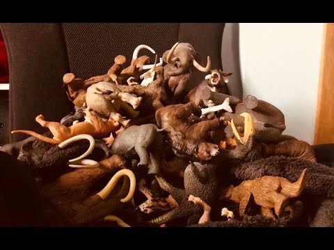 My Cenozoic Collection