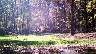 What the hell is it - Piebald Deer or Escaped Sheep