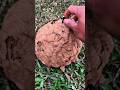 Inside The Wasp Nest Shortvideo