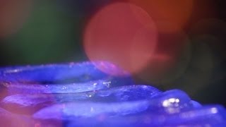 Serafina Steer - Disco Compilation (Official Video)