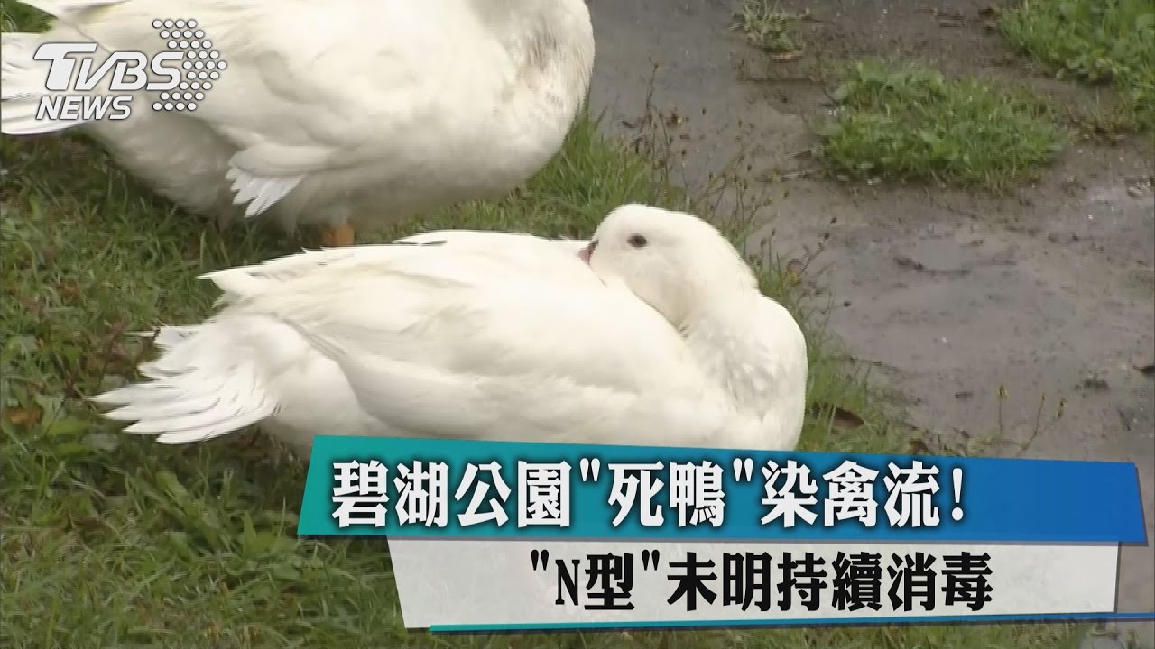 碧湖公園死鴨染禽流! 「N型」未明持續消毒