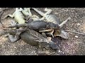 Searching for iguanas High and low in warm and cold weather iguana hunting in south Florida
