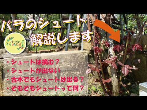 イバラを破壊するにはどうすればよいですか？イバラに対して塩をかけるのは「はい」ですか、「いいえ」ですか？永続的な結果を得るには何に賭けるべきでしょうか?  庭園