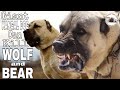 TURKISH KANGAL DOG REAL GIANT MOST AGGRESSIVE HD Short