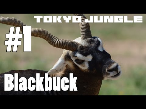 Tokyo Jungle: BlackbuckSurvive over 100 years Part 1 of 4