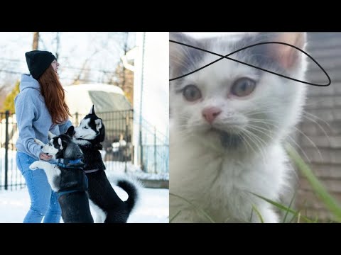 Funny cats and dogs 🐶😺 new funites cuts video viral