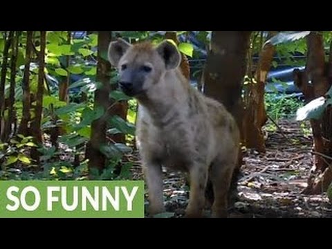 Cute and curious hyena pups explore vehicle on safari