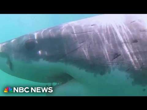 Are shark attacks on the rise? What the numbers really show