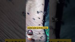 Download lagu Ratusan nyamuk pun sudah tak terasa lagi‼️#shorts #tni mp3 Download lagu Ratusan nyamuk pun sudah tak terasa lagi‼️#shorts #tni mp3