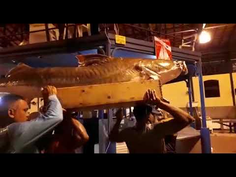 No mercado do Vero  peso Belém Pará chegou uma peixe filhote grande de 174 kg