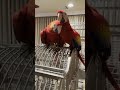 Scottie Louie My Scarlet Macaw Baby Siblings In A Moment Of Fun