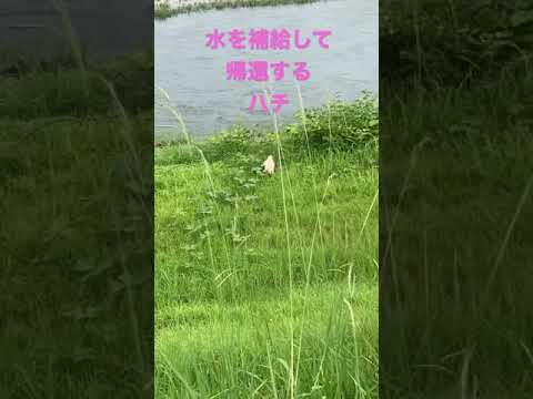 こども学科 水を補給して帰還する犬