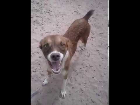 Melhor cachorro ator que odeia ser filmado ilárioK