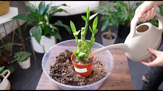 Lucky Bamboo Care Guide - Plant Mom Care