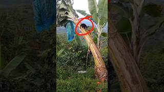 Download lagu DETIK - DETIK POHON PISANG INI ROBOH KARENA SEEKOR KUCING #shorts mp3