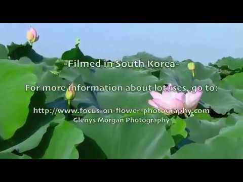 Lotus Flowers,  Daegu, South Korea