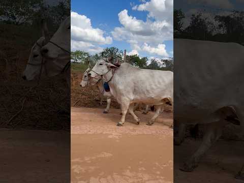 De Leandro Ferreira MG, nossos amigos carreiros mantendo viva essa tradição que tanto amamos!