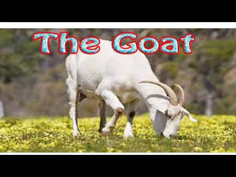 Paragraph/lines/essay  on 🐐 Goat. Goat pr english paragraph. Let's Learn English and Paragraphs. Video