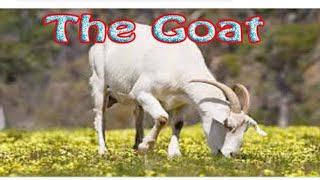 Write a paragraph on goat.