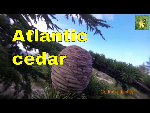 Tree profile: Cedrus atlantica, the Atlas cedar or Atlantic cedar