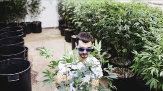 How to Grow Your Legal Pot Business