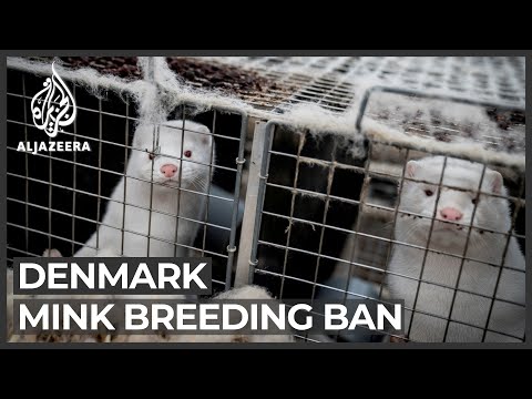 Denmark passes law banning mink breeding until end of 2021