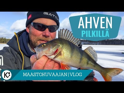 Ison ahvenen pilkintää tasurimestarin kanssa