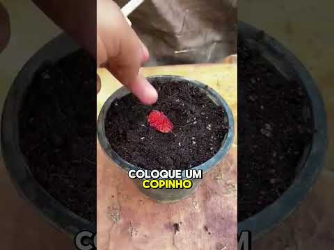 Como plantar morango #frutas #plantas #horta #agricultura