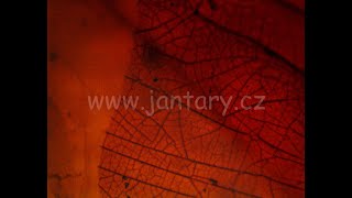 Druhohorní jantar z Myanmaru JKI-5