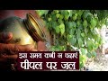 Banyan Tree Water Time इस वक्त भूलकर भी न चढाएं पीपल �