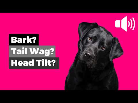 20 Sounds That Make Your Dog Curious 🐶 (Bark, Tail Wag &amp; Head Tilt!)