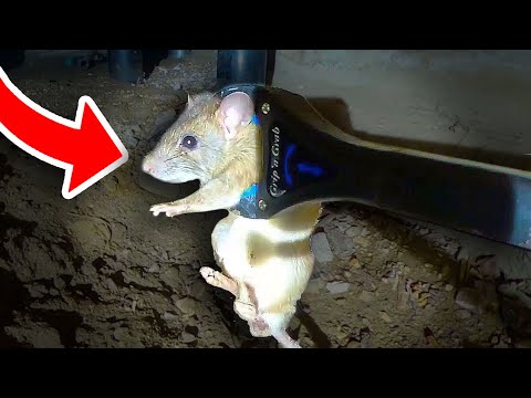 EASIEST way to CATCH SEWER RATS!! BEST Rodent Control!